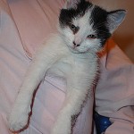 Estos humanos son muy ociosos