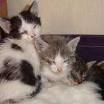 Hoy están mucho mejor