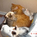 Las iras de mi hija…