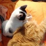 T&eacute;cnicas de Judo