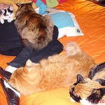 D&iacute;as fr&iacute;os