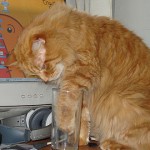 A falta de leche con caf&eacute;…