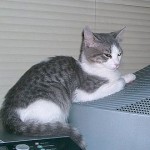 Noticias de mis hermanos