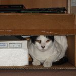 Gatorrista ensayando…