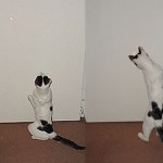 Extra&ntilde;a polilla