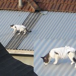 Espiando el vecindario