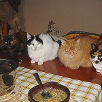 En perfecta formación…