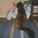 &Ntilde;am &ntilde;am &ntilde;am….