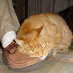 Ahhh.. los zapatos de humano…