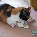 Quiero que me cepillen