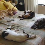 Ahhhh… humanos en casa!