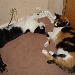 Ya tiene nombre…