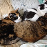 ¡¡Todos contra el frío!!