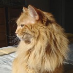 Relajo, sol, flores de Bach