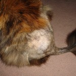 Cuándo me crecerá el pelo??