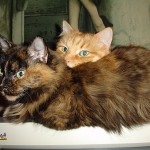 Tardes sobre el monitor de humana