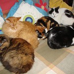 A propósito de descanso…