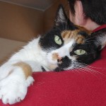 Prrrrrrrr… yo también tengo dominado a humano