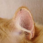 Jejeje… herida de combate…