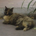 Una clon… están aumentando en el barrio