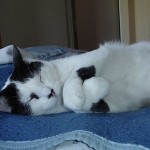 Una que otra réplica…