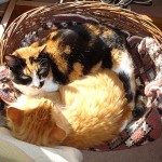 Ahhhh… el sol otoñal…