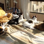 Ahhhhhh… sol otoñal…