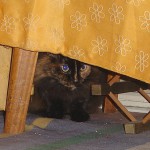 Escondida del gatorrista