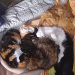 Cuando humana no me persigue con sus medicamentos…