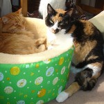 ¡¡Exigimos más camitas!!