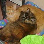 Shhhh… no le digan a humanos…