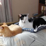 ¡No te temo gatorrista…!