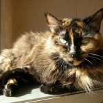 Humana y sus juguetes…