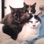 Despertando a humana…