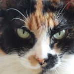 Exijo una explicación!