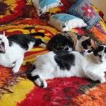 A nosotros nos gusta la cama nueva de humana