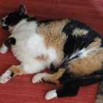 Aburridísima de la jaula!!