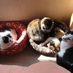 Temporada de camitas II