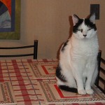 Estoy listo para la comida