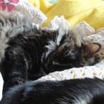 ¿Cómo convencer a humana…?