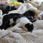 Ustedes tendrían corazón…