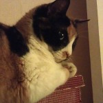 Próxima a cumplir 14 años…