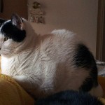 Por qué será que la pequeña…