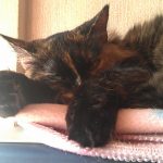 No me molesten… estoy durmiendo… zzzz…