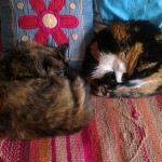 Temporada de bollitos