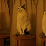 Temporada de polillas