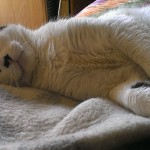 Sí, la flojera cunde en casa