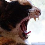 Aaajjummm… zzzz…