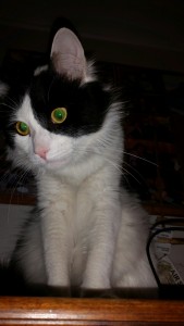 Power cat