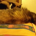 Adorando la estufa…